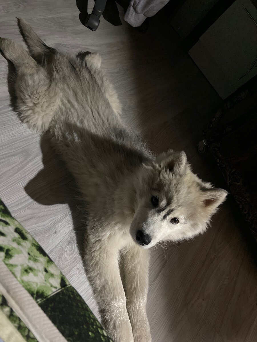 Сибирский хаски — заводская специализированная порода собак, выведенная чукчами северо-восточной части Сибири и зарегистрированная американскими кинологами в 1930-х годах как ездовая собака, полученная от аборигенных собак Дальнего Востока России, в основном из Анадыря, Колымы, Камчатки у местных оседлых приморских племён — юкагиров, кереков, азиатских эскимосов и приморских чукчей — анкальын (приморские, поморы — от анкы (море). Эта аборигенная ездовая собака Дальнего Востока является одной из древнейших пород собак. В настоящее время выведенная порода «сибирский хаски» используется не только как ездовая, но и как собака-компаньон и шоу-выставочная собака.