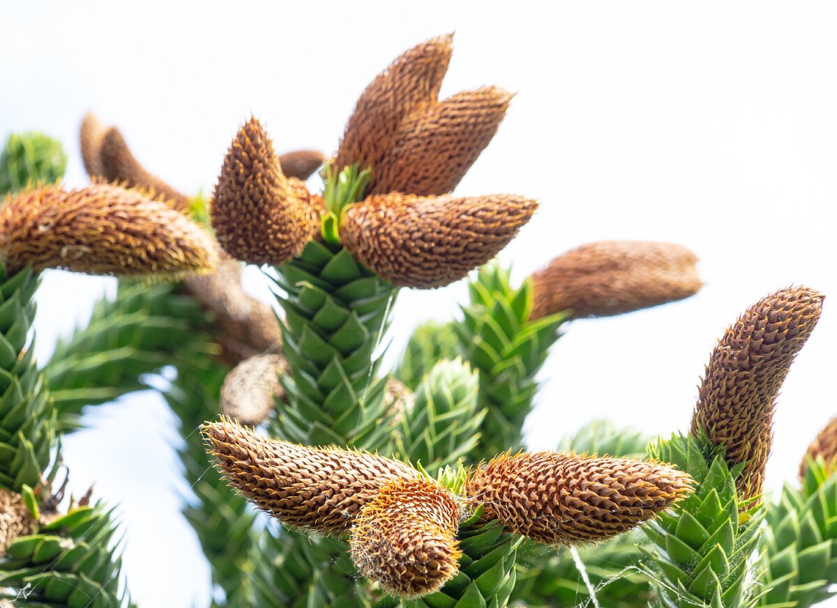 2. Мужские шишки араукарии. Шишки этого дерева могут весить до полутора килограммов.