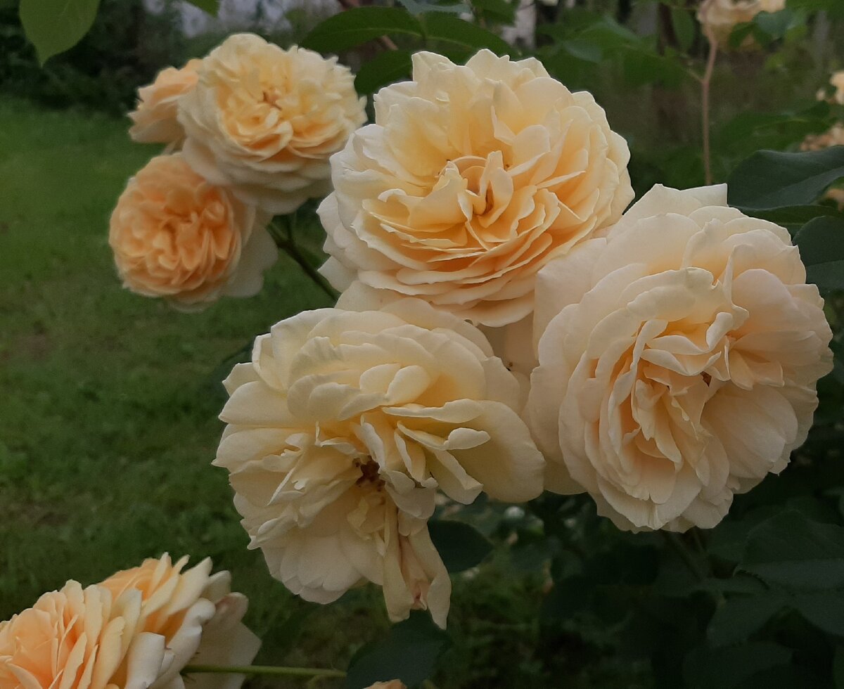 Тизинг Джорджия. "Остинка".