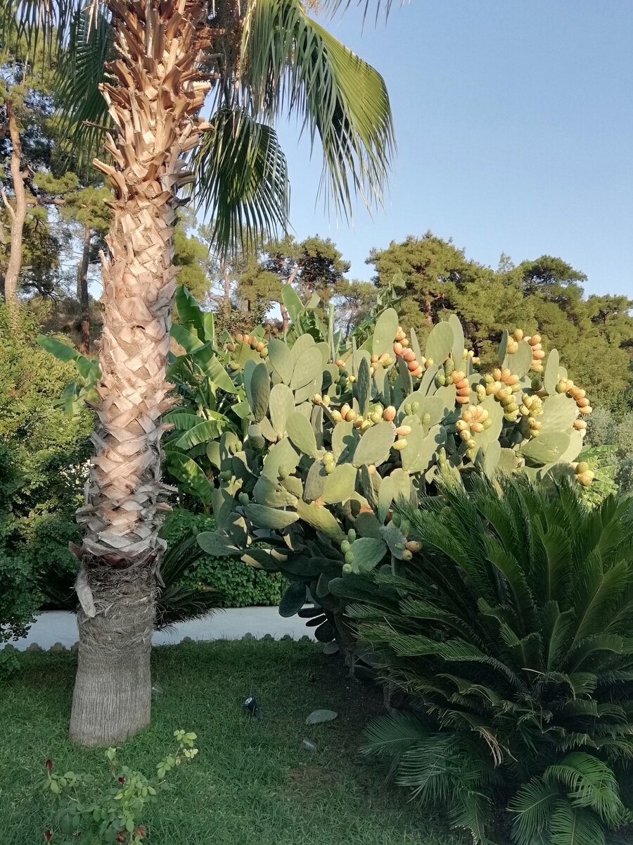 Куст кактуса в Кемере, Турция. Фото автора.