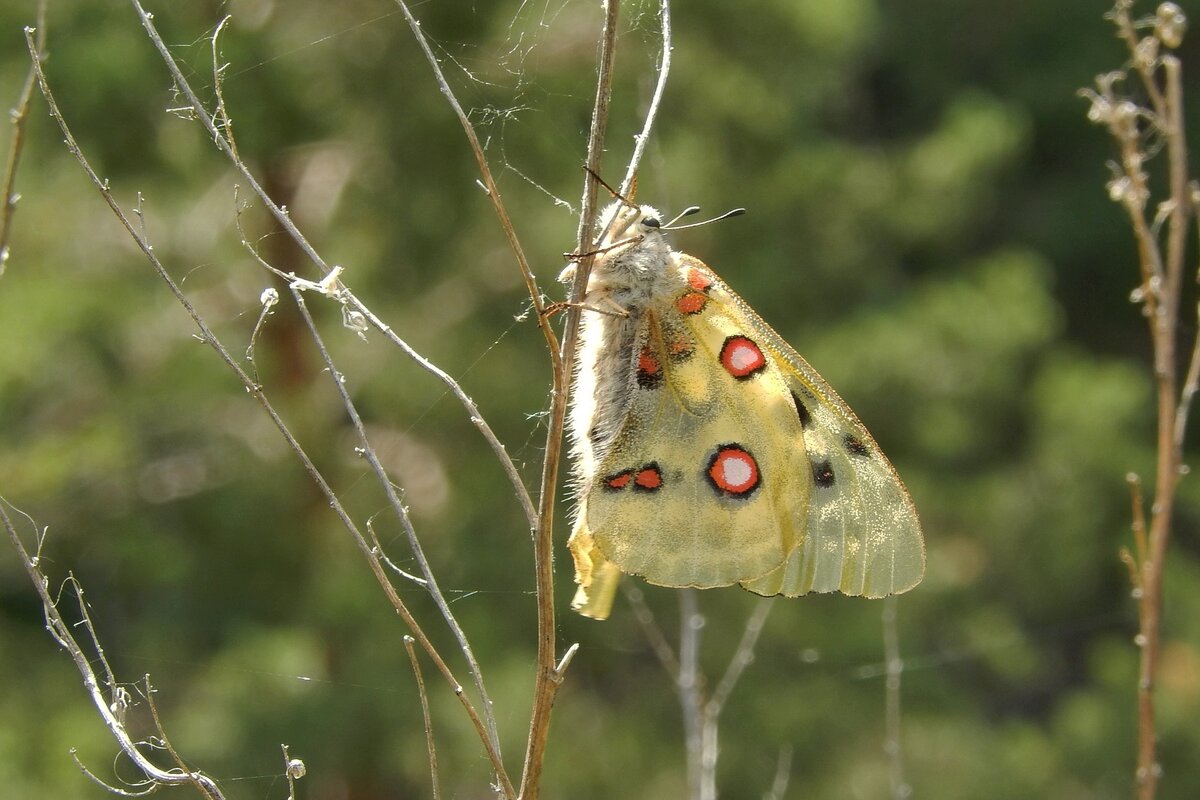 Аполлон обыкновенный (Parnassius apollo). Нижнее течение р.Чулышман. Фото Т. Акимова 