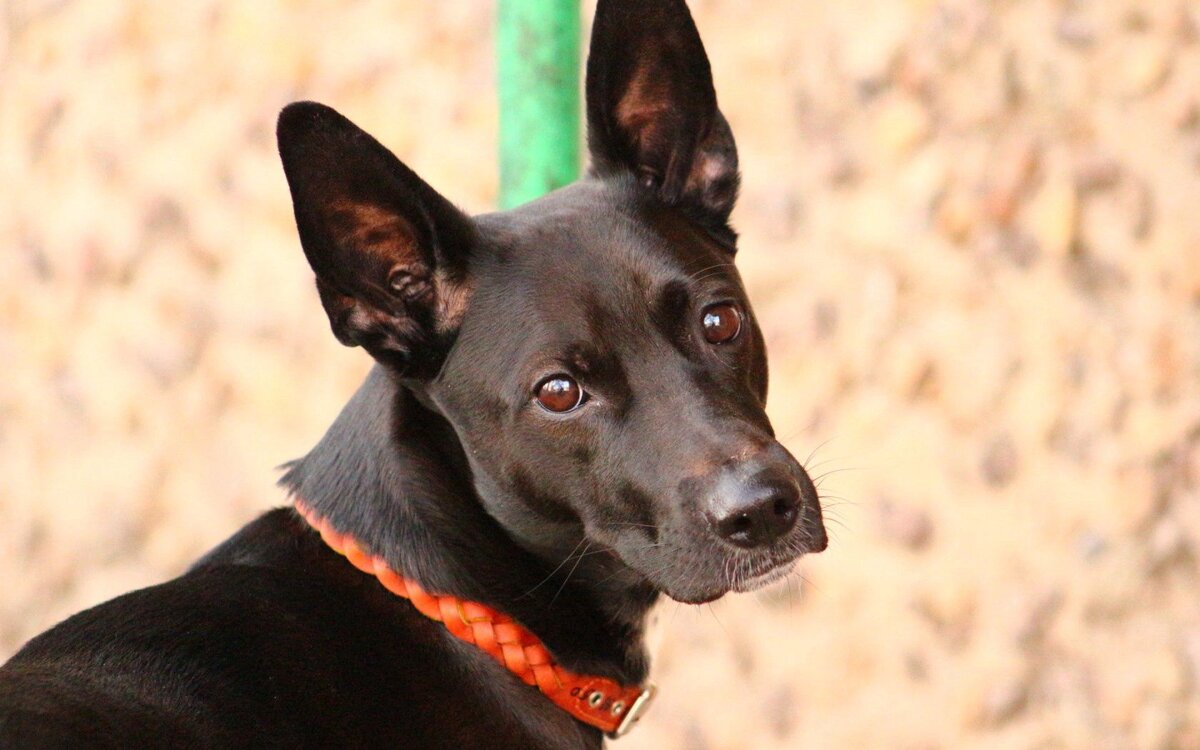 Что ж, поведай мне свою историю, пёс :)