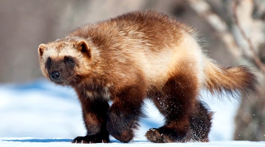 В длину росомаха до 1 метра и весом до 16 килограмм...