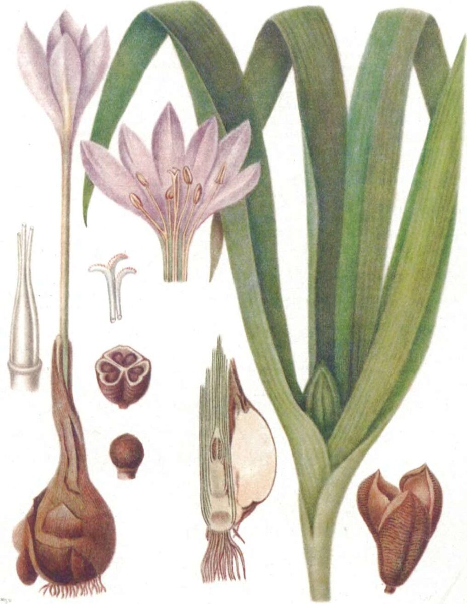 Безвременник великолепный Colchicum speciosum Stev