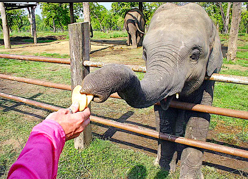 Говорят, слониха вынашивает слоненка два года.  А маленьких слонят нянчат всем стадом. Но мы сегодня не об этом.