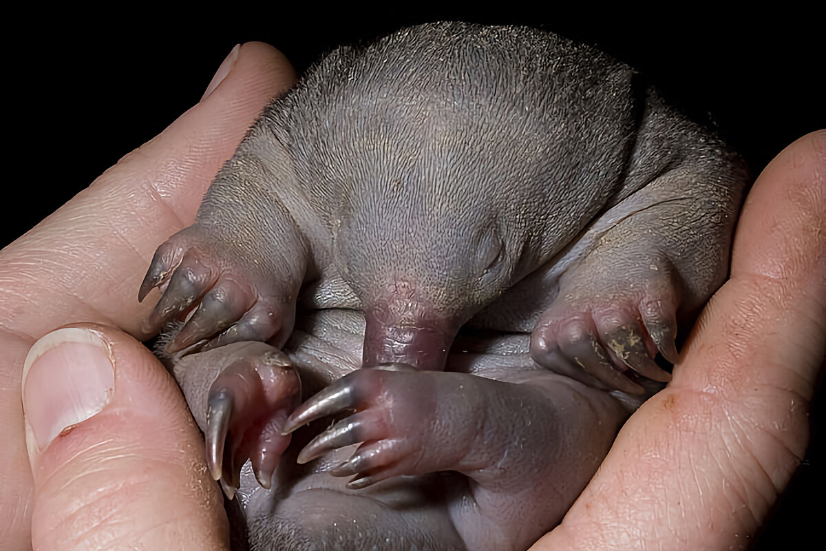 Растет ехидна быстро — к 60 дню жизни увеличивая свой вес почти в 37 раз — до 400 г.