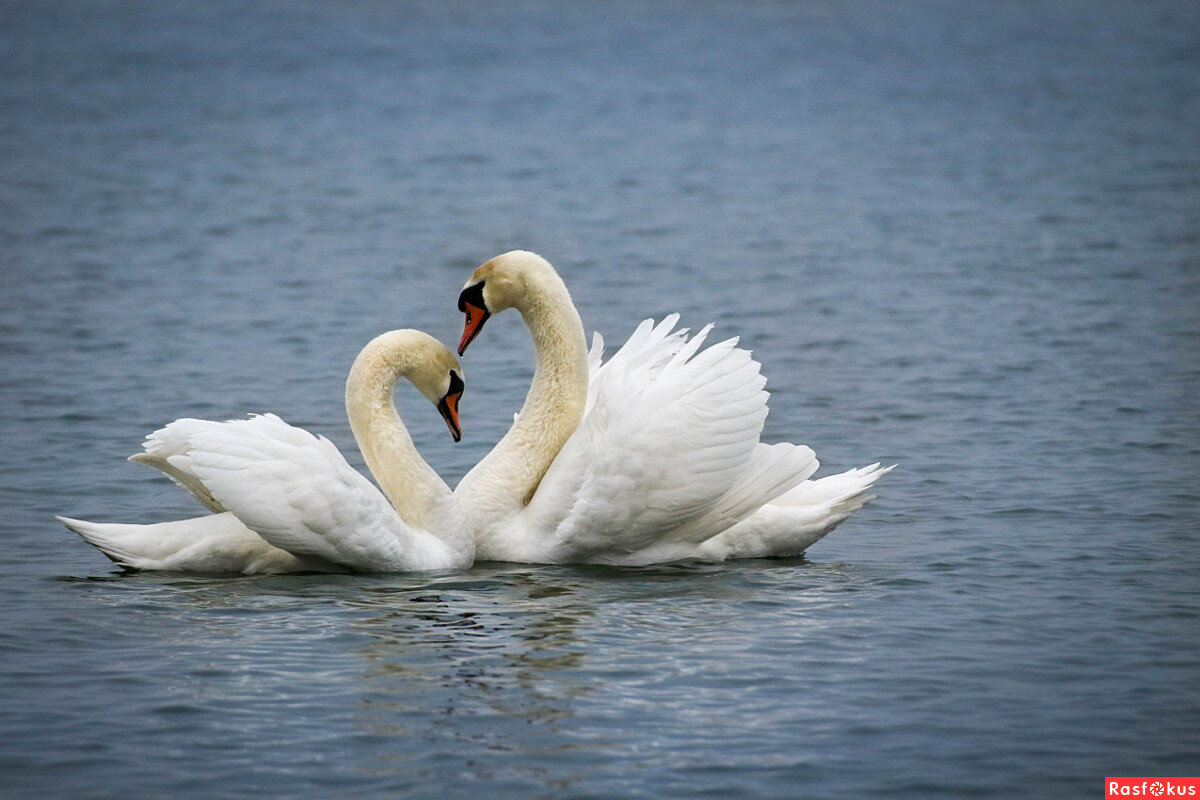 Источник: http://rasfokus.ru/images/photos/medium/f91a5189920e3b67a7b15917933d4d5d.jpg