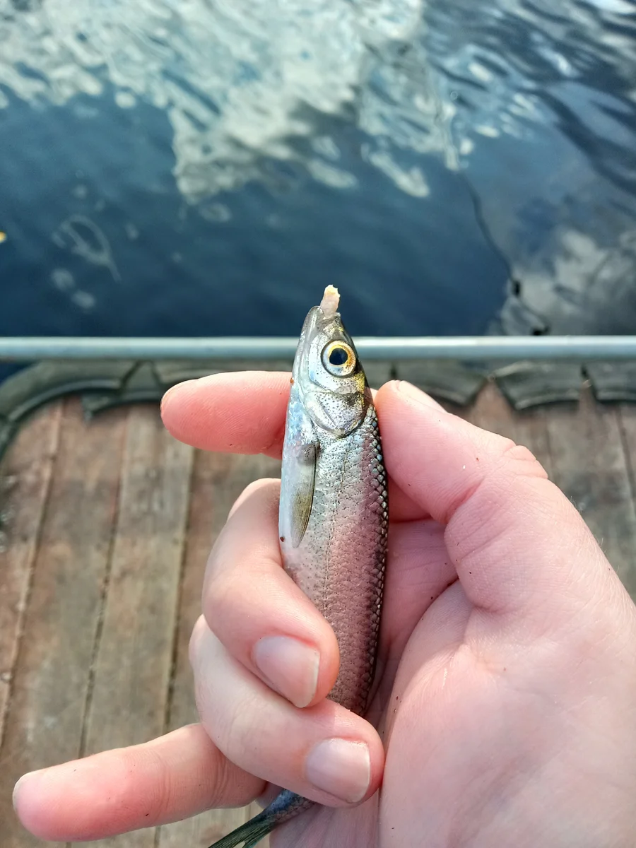 опарыша отдавать не хотела)))