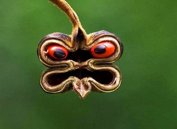 Abrus precatorius. Фото взято из сети.
