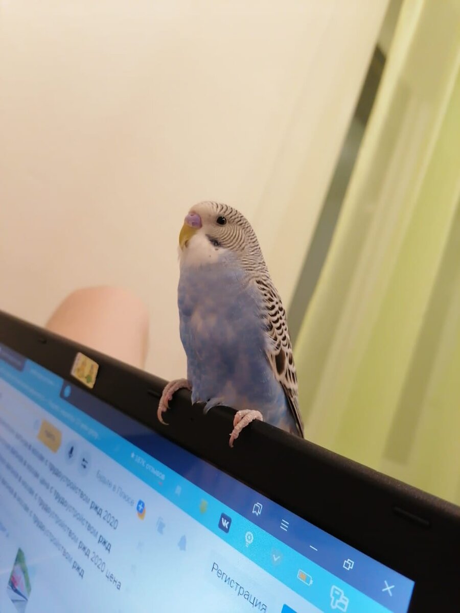 Сидит подсказывает 