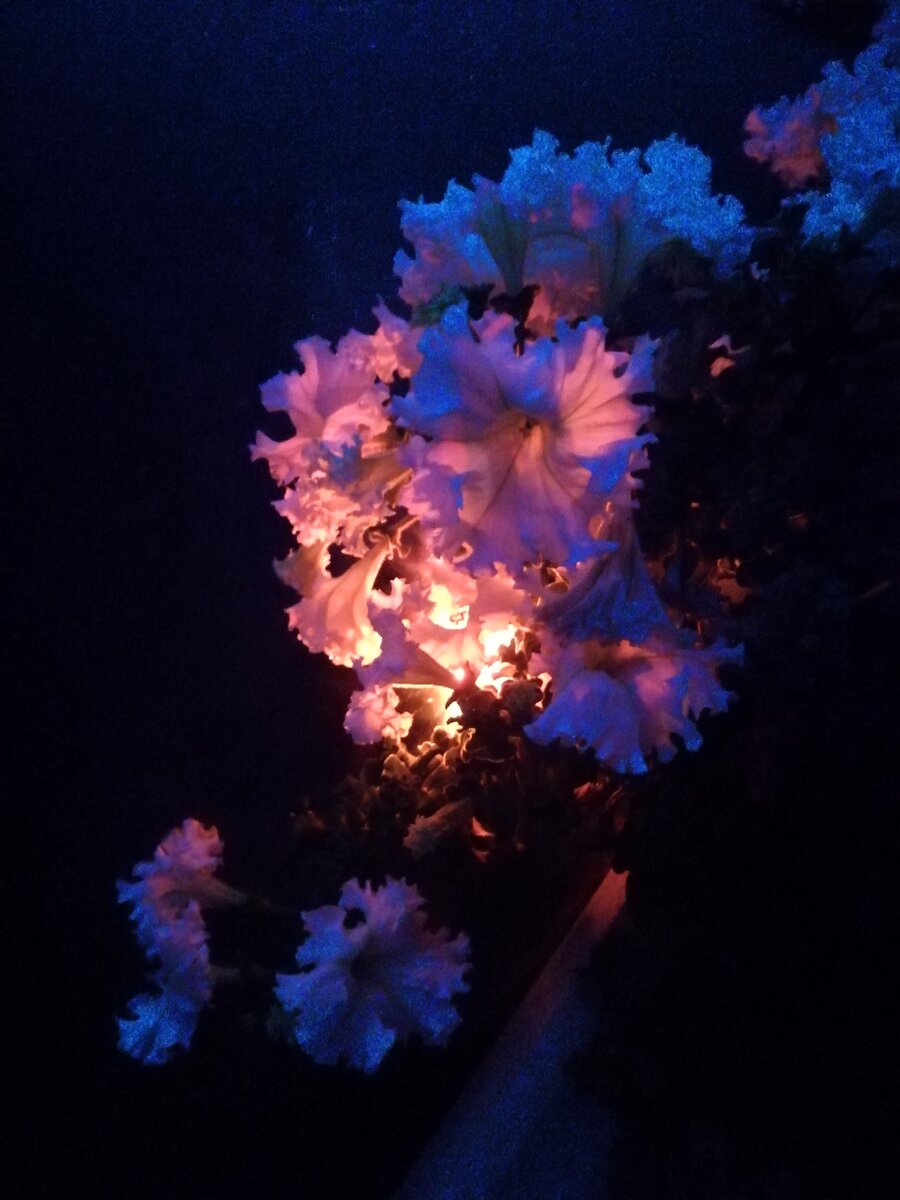 Фотография из личной коллекции