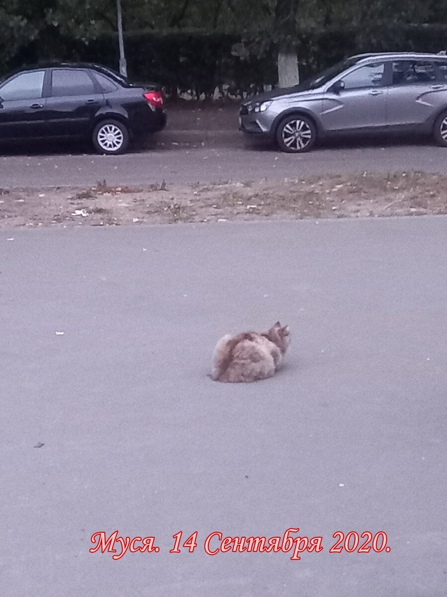 Когда иду на работу в 6 часов утра, она сидит на остановке и  ждёт...😿Страшно, когда в глазах кошки застывает обречённость... | Блоггер  Лёва и К | Дзен