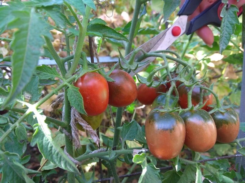 Биологическая спелость томатов - даже слегка розовые плоды уже поспели