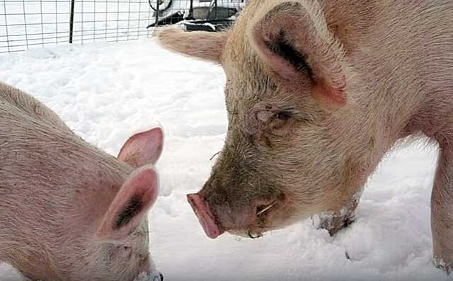 Свинья с поросятами зимой. Зимняя стайка для свиней. Уличное содержание свиней зимой. Уличное содержание свиней зимой. Вислобрюхие поросята содержание и разведение.