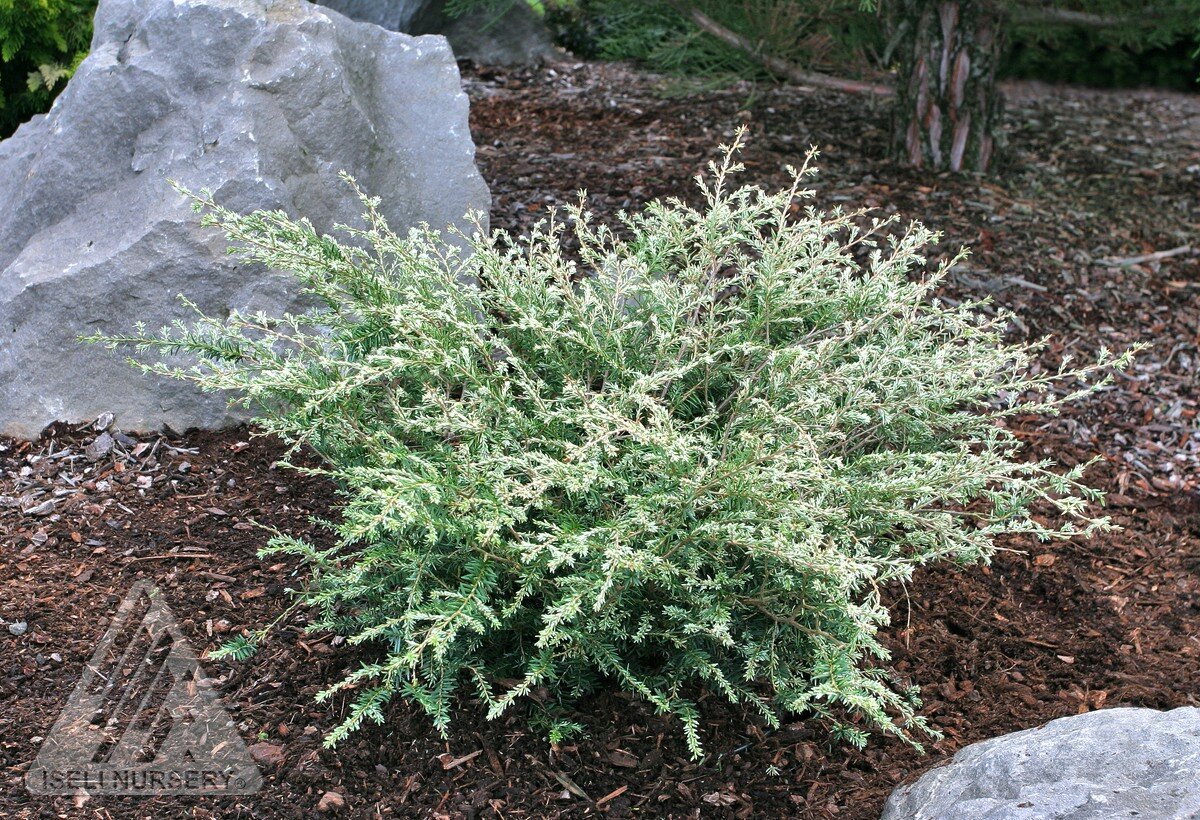 Тсуга канадская Gentsch White