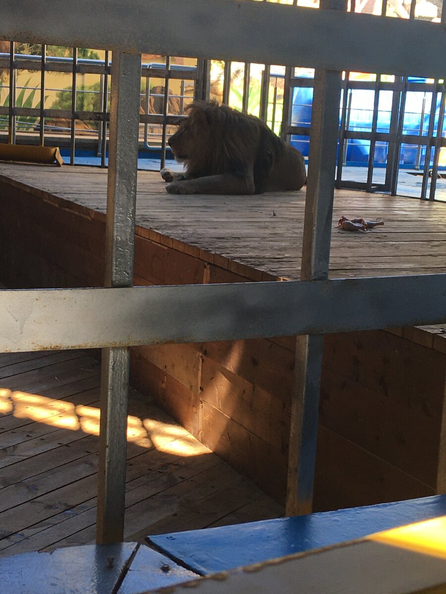 Лев в Африкариуме