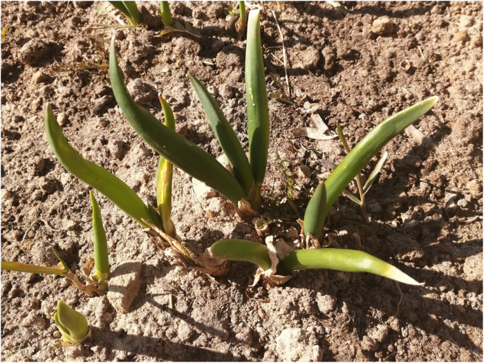 Лук – первая зелень после зимы 