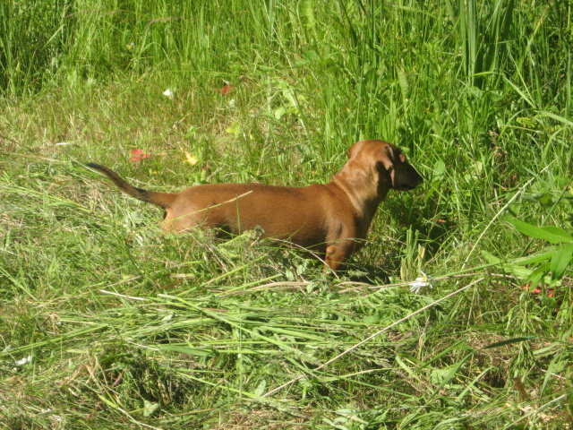 Моя собака.