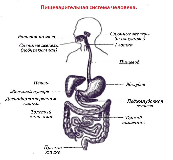 Органы из которых состоит пищеварительная система. Органы пищеварительной системы схема. Система органов пищеварения рисунок биология 8 класс. Строение пищеварительной системы человека ЕГЭ. Строение пищеварительной системы человека 8 класс биология.