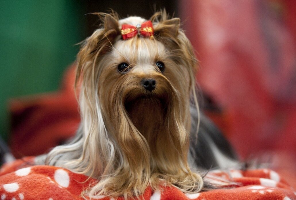 Как вас собачка? Если нравится лайк