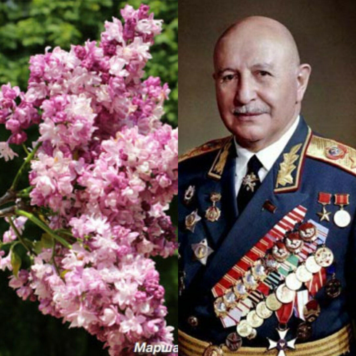 Сорт сирени 'Маршал Баграмян' и портрет И.Х. Баграмяна
