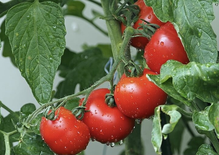 Выращиваем вкусные и сочные помидоры.