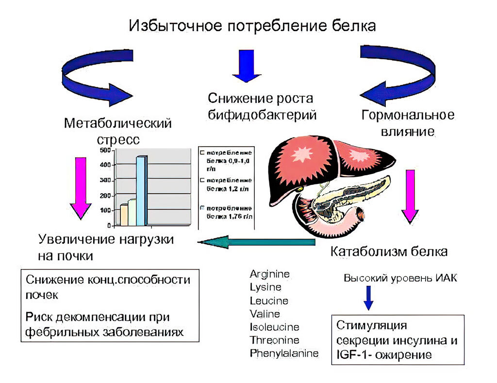 Сокращение белка. Болезни избыточного белкового питания. Избыточное потребление белка. Избыточное потребление белка приводит. Избыточное потребление белков приводит к:.