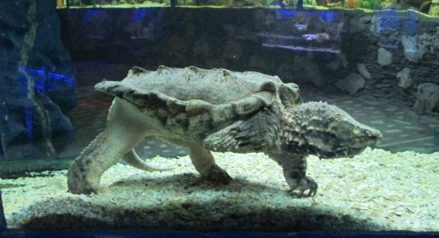 Морские обитатели алуштинского аквариума