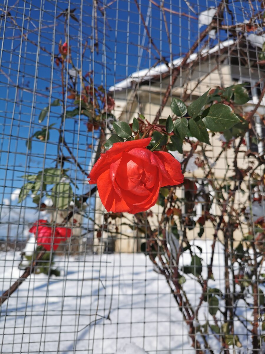 Розы в снегу