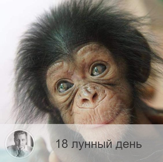Подписывайтесь на наш канал, друзья!
18-ый лунный день с 21:33 30-ого по 23:09 31-ого. 🐒 Символы дня – зеркало, обезьяна.
🌚 День пассивный. Возрастает опасность поддаться чужому влиянию.
Надо работать со своими дурными мыслями, постараться увидеть себя со стороны, отказаться от низменных потребности и иллюзий.
В этот день окружающая действительность является зеркалом нашей сущности. Каждый заслужил своё зеркало: кто кривое, а кто – чистое, без изъянов. Надо отрешиться от тщеславия.
В этот день противопоказано пьянство и курение. Полезно голодание, очищения кожи, омоложение, бани, меньше спать. Лучше воздержаться от употребления мяса.
🎂 Люди, рождённые в этот день, обладают талантом актёра, они способны на самопожертвование и подвиг.
💍 Камни – опал, аметист.
💊 Практика дня: очищение кожи.
💤 Сны несут информацию о том, что на самом деле мешает вам жить, а также подсказки для исцеления от старых недугов.

—————
⭐ Олег Персидский ⭐
✓ Доступные астрологические консультации онлайн и лично
✓ Гарантия высокого результата
✓ Многолетний профессиональный опыт
✓ Оплата любой картой любого банка мира
✓ Услуги ⇨ numeromagic.ru/uslugi
