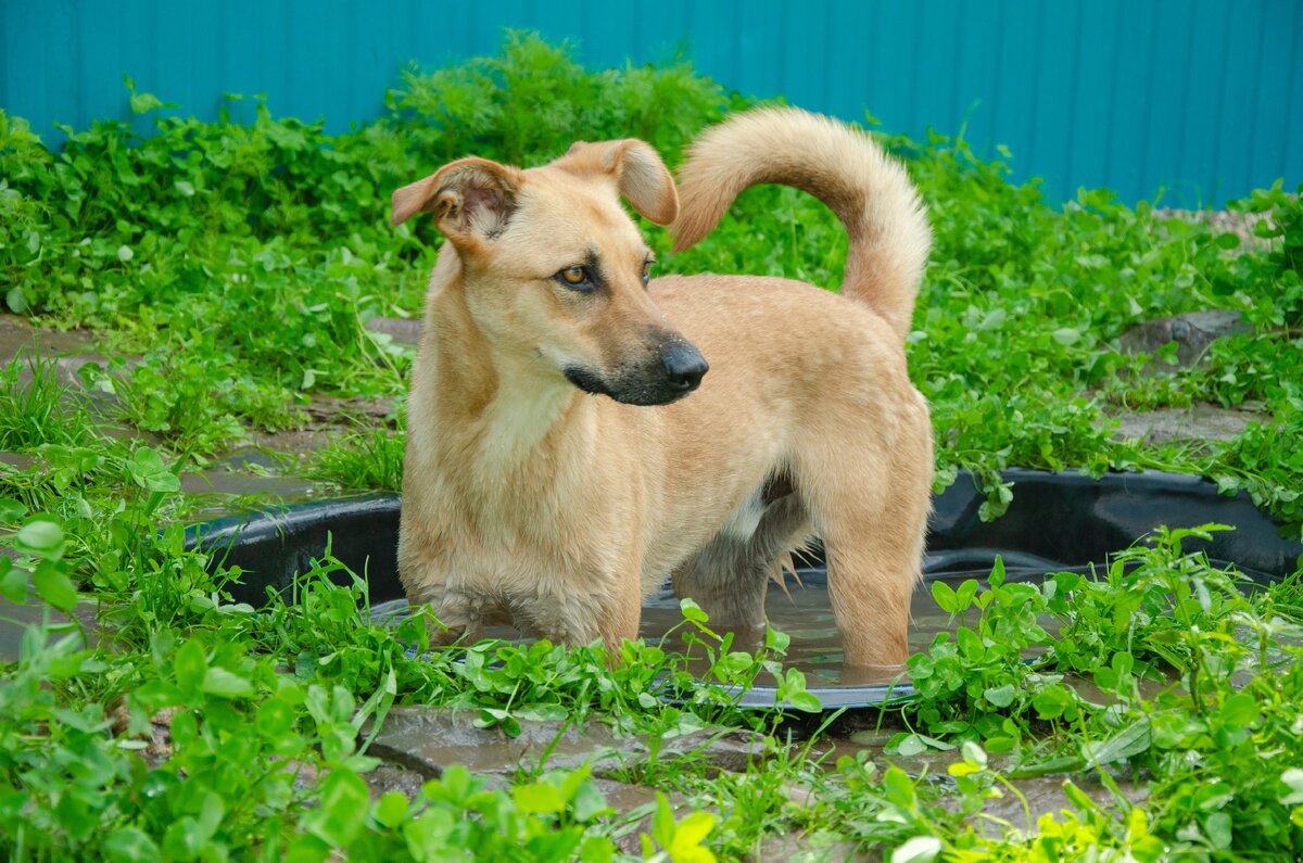 Тепсей в приютском бассейне.