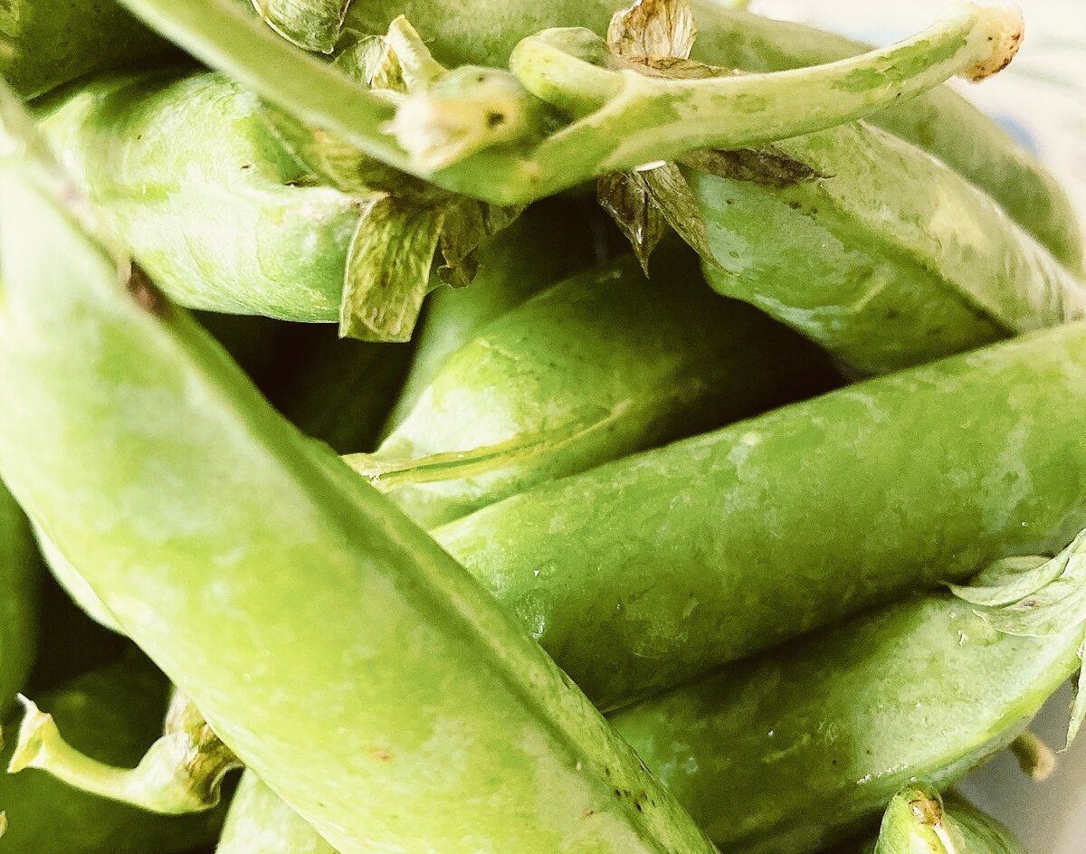 просто молодой горох (фото — Piano Piano)