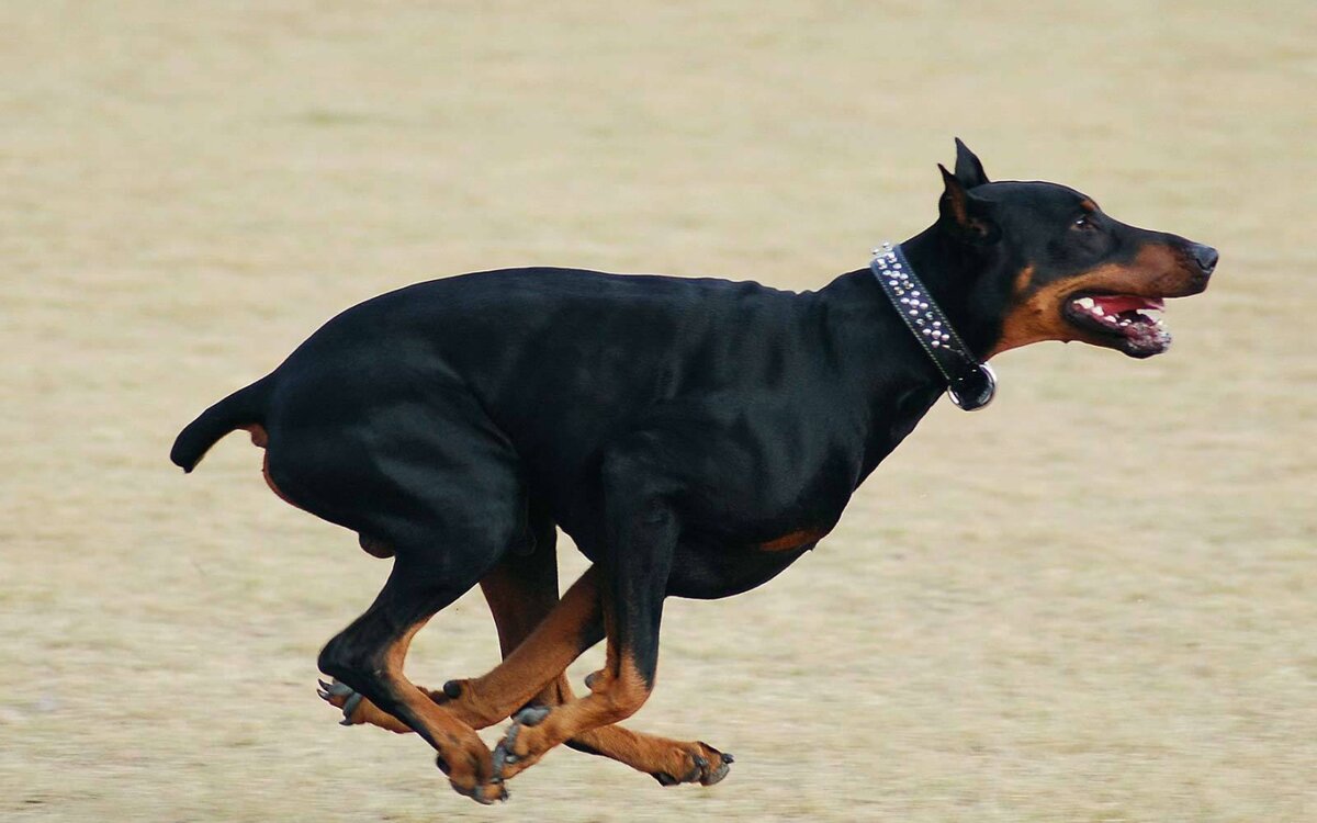 Картинка из сети