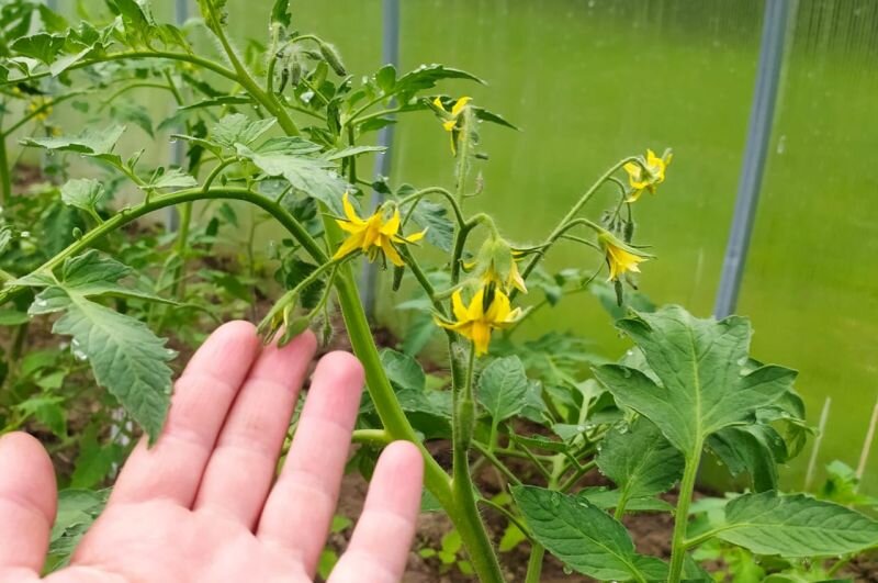 Вот так томаты цветут сегодня в теплице.