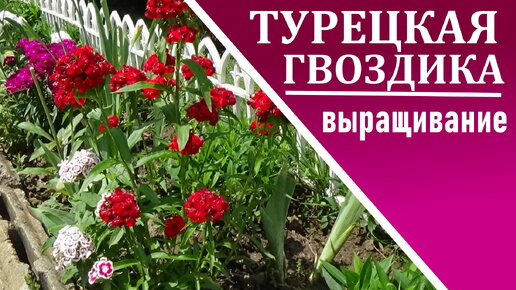 Гвоздика турецккая Описание выращивание размножение