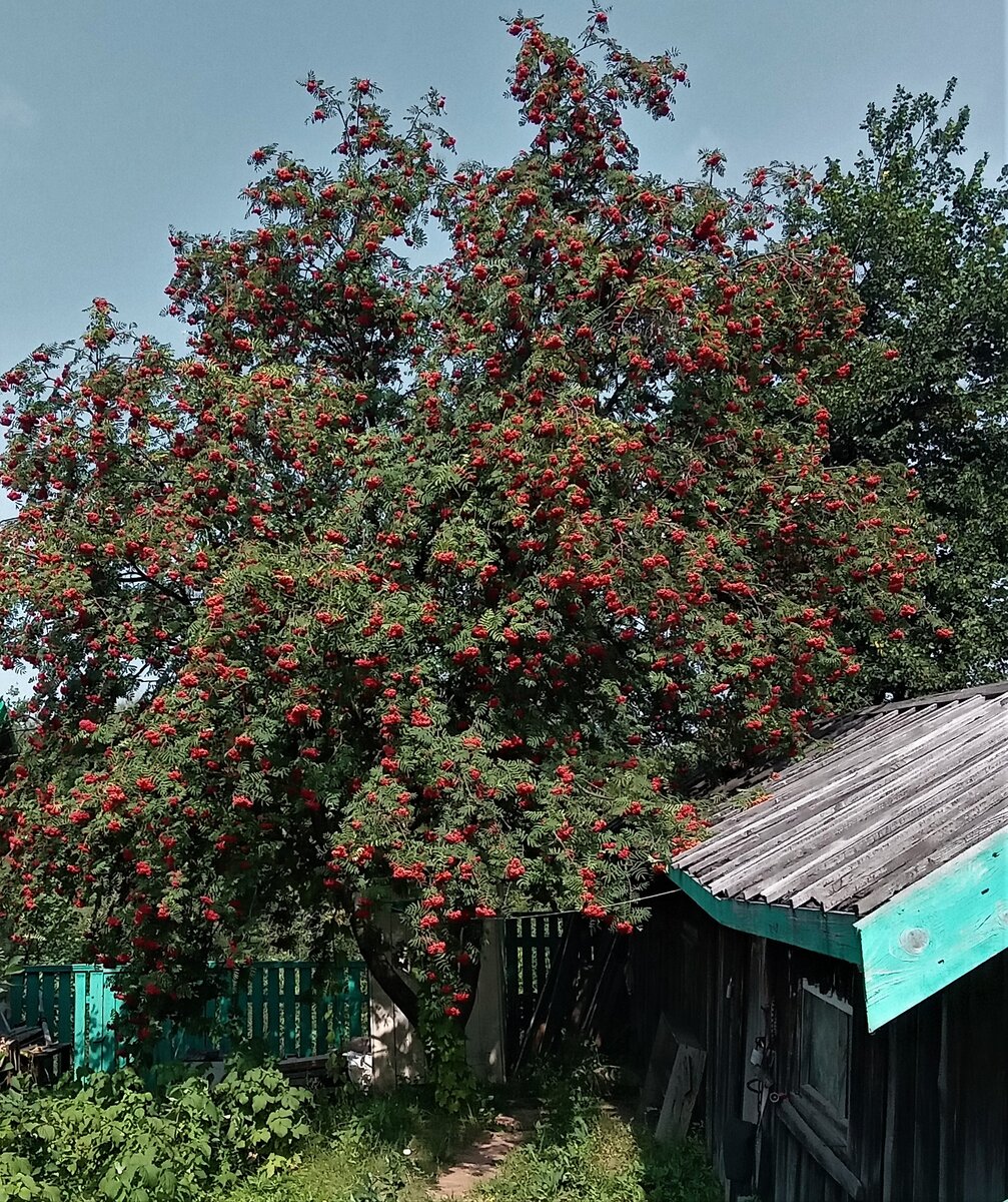 Рябина за сараем. Фото автора канала.