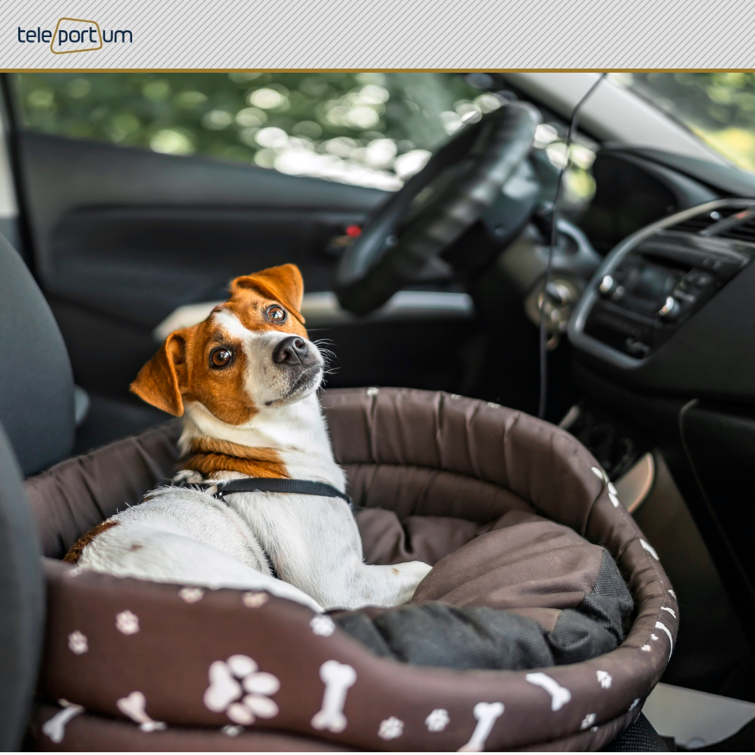 Картинка из интернета. Сделано с помощью Canva. логотип teleportum taxi