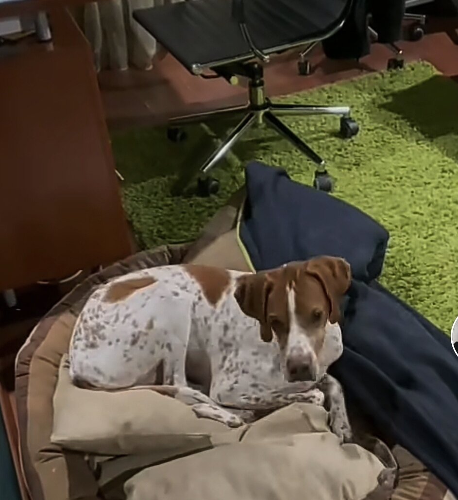 Арай лежит в матрасе с подушками и пледом