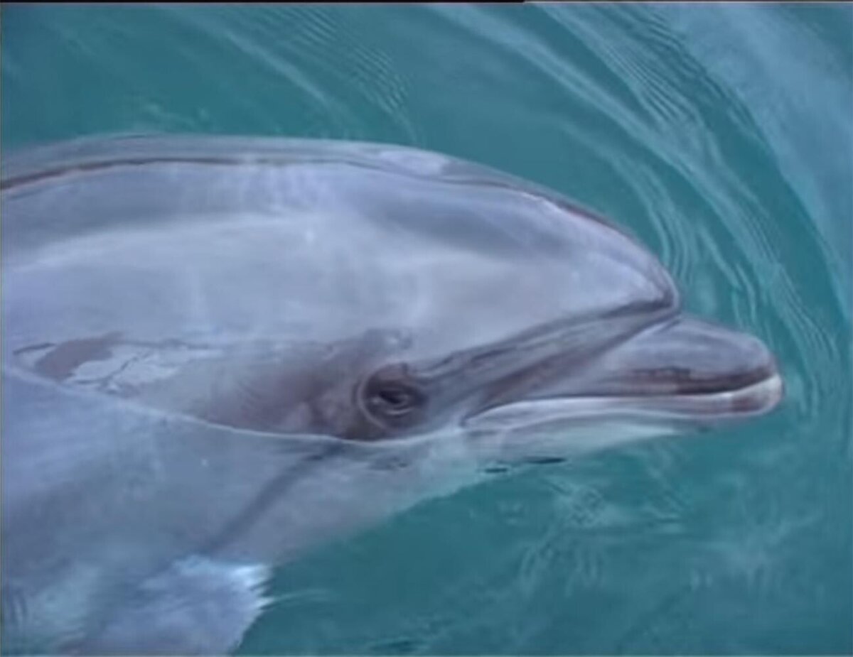 А.Малечкин/Центр-студия национального фильма "XXI век", 2007