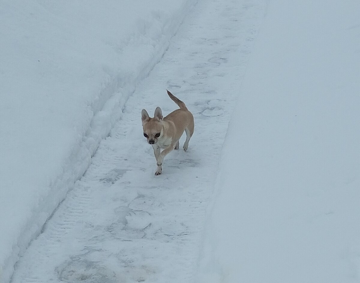Мой питомец по кличке Боня на прогулке