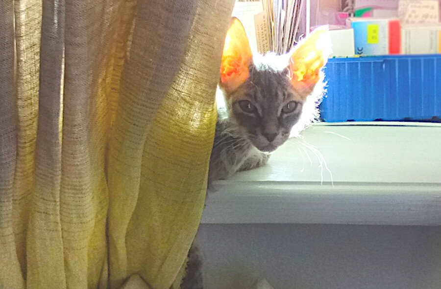 Кошачий характер. Лопоухий Макскс