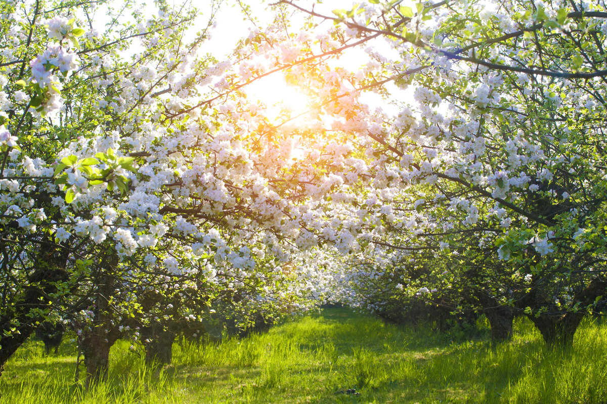 🍏☀ ТОП 5 ПРЕПАРАТОВ для первой ВЕСЕННЕЙ ОБРАБОТКИ ДЕРЕВЬЕВ И  КУСТАРНИКОВ☀🍏 | УРОЖАЙ ОГОРОДНИКА рф СЕМЕНА РАССАДА ГРУНТ Калуга | Дзен