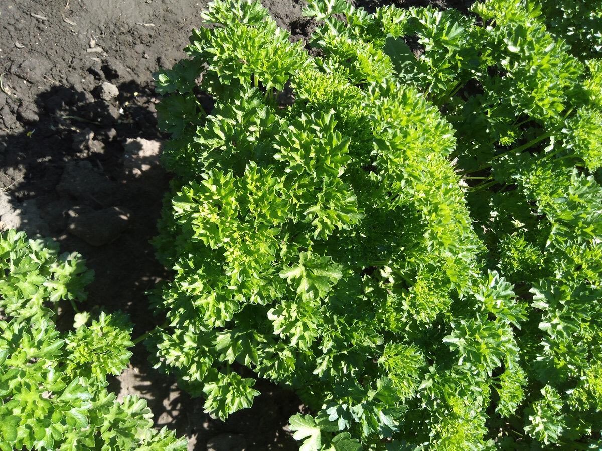 Моя красавица-петрушка.