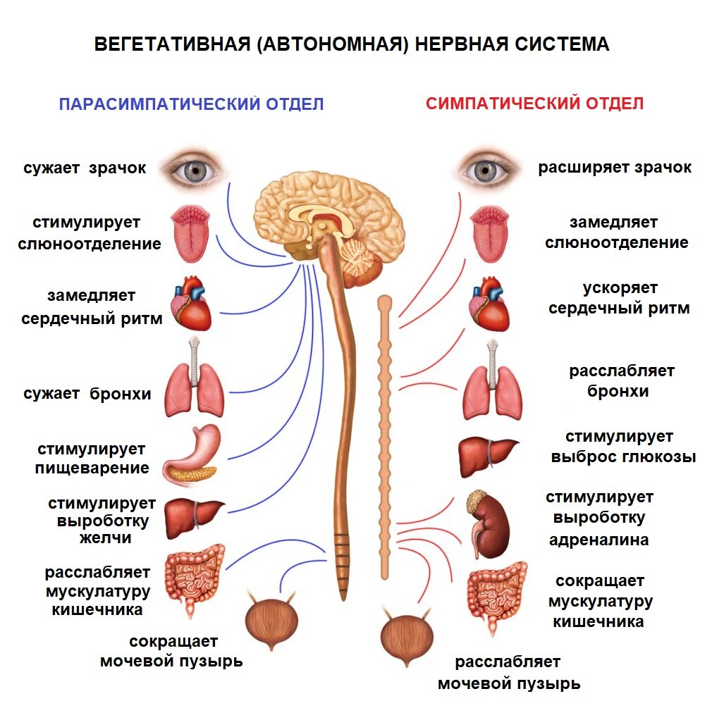 Симпатический стресс. Симпатическая нервная система при стрессе. Автономный вегетативный отдел нервной системы. Отделы вегетативной НС. Вегетативная автономная нервная система.