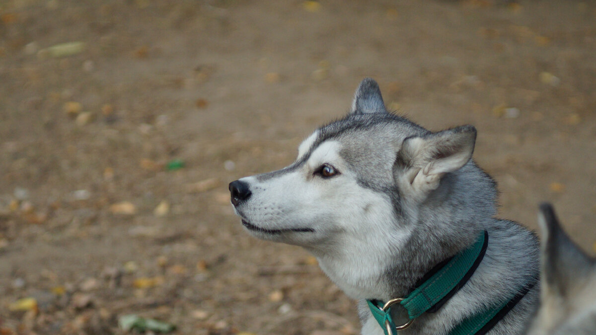 А Цири пропустила всю веселуху