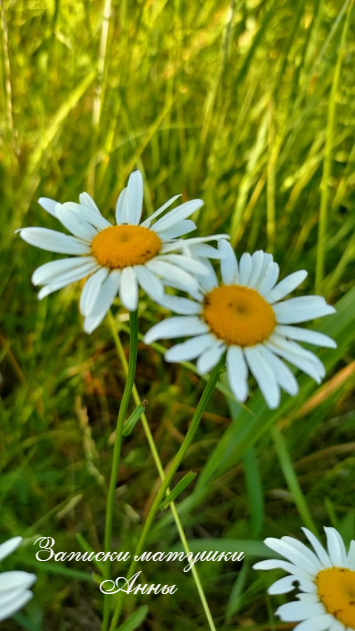 Скромная красавица русских лугов (фото Серафимы)