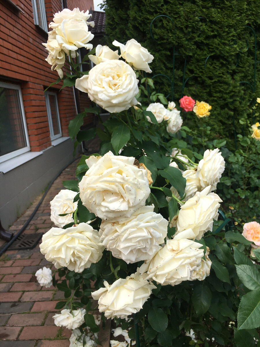 "Charlie Chaplin"/"Чарли Чаплин"