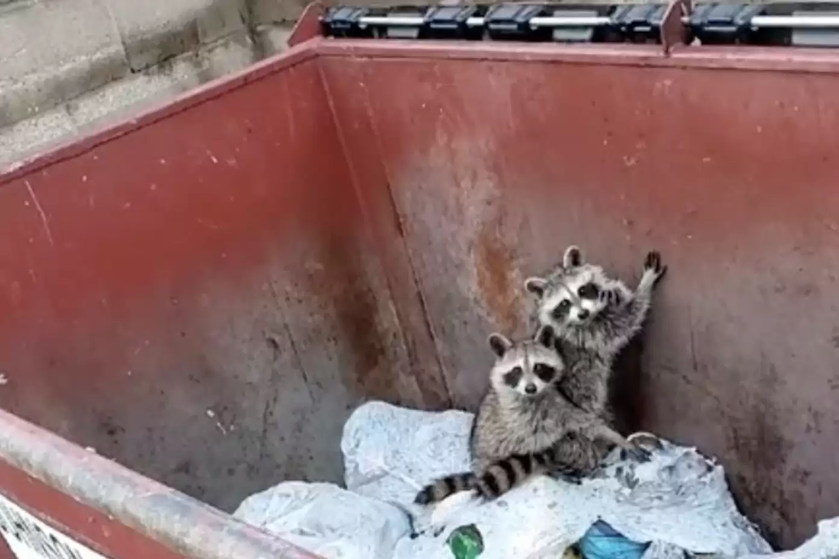    Умный пес привел хозяйку к детенышам енота, которым нужна была помощь
