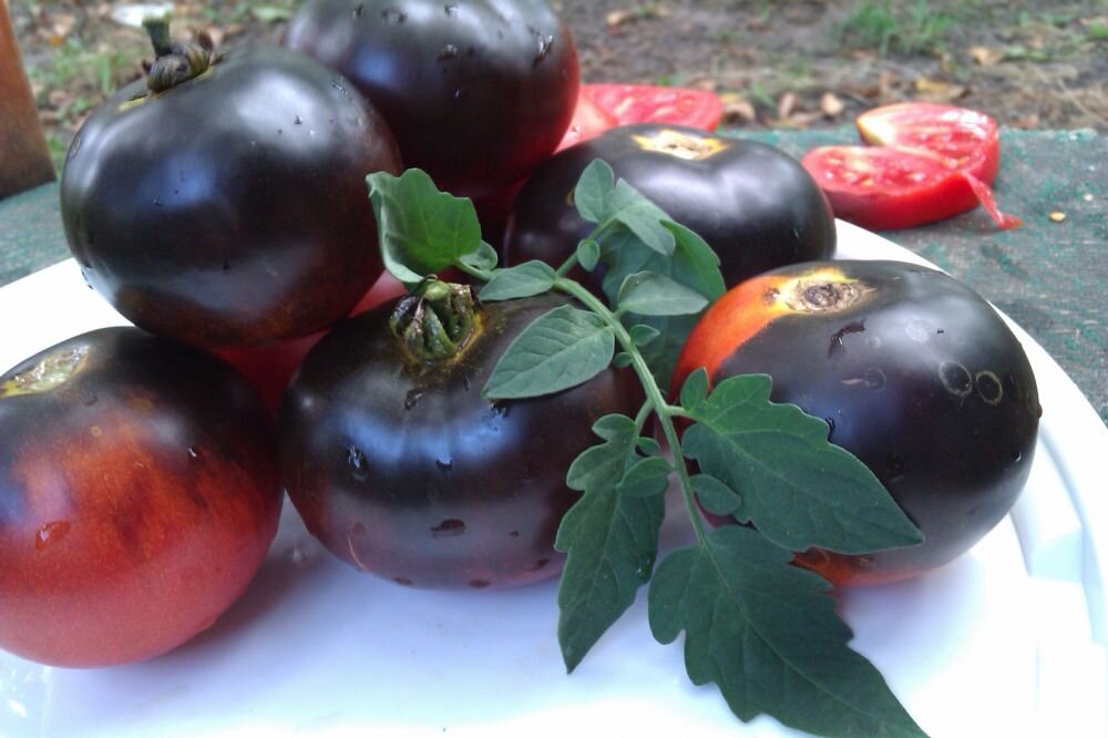 4 шага к высоким урожаям томатов