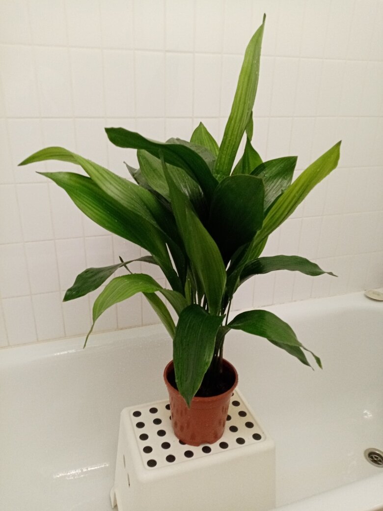 Прекрасный пышный куст. Делит пространство гостиной - зону просмотра телевизора и зону игры на пианино. Превосходно справляется с задачей. Фото автора.